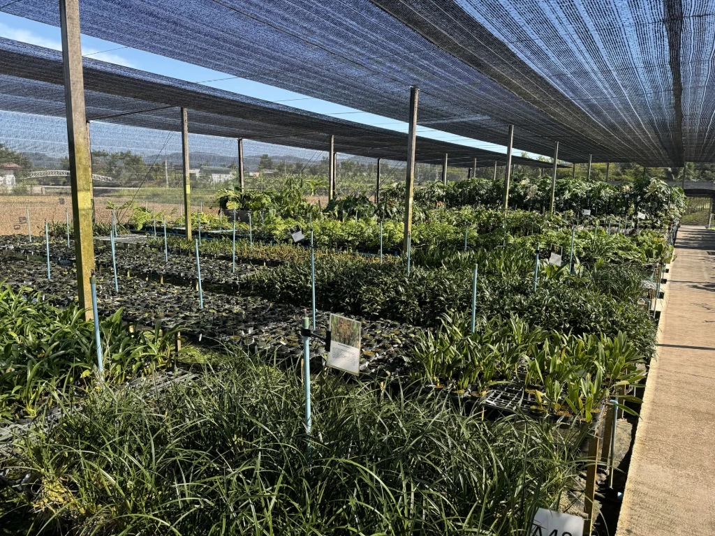 Tropical plant nursery in Thailand – World Flora Supply