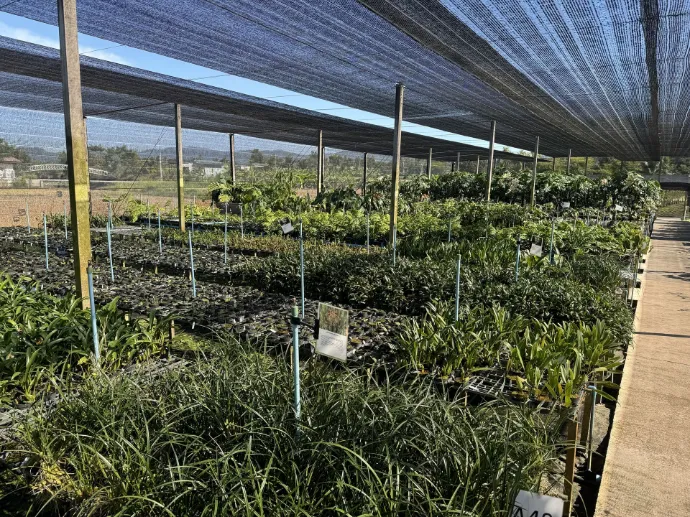 Vivaio di piante tropicali in Thailandia — World Flora Supply